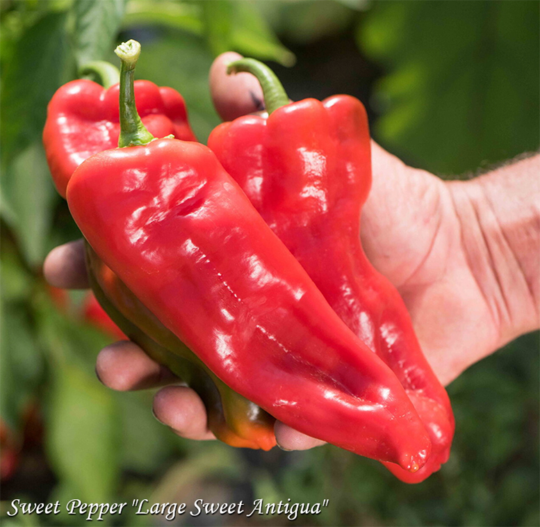 Sweet Pepper "Large Sweet Antigua"